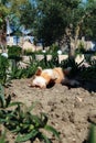 Greek cat basking on the ground Royalty Free Stock Photo