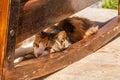 Greek cat hiding from the sun Royalty Free Stock Photo