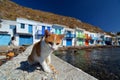 Greek cat. Klima, Milos. Cyclades islands. Greece