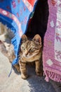 Greek cat peeking out between the tapestries Royalty Free Stock Photo