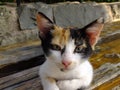 Greek cat Royalty Free Stock Photo