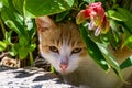 Greek cat under flower, Rhodes, Greece Royalty Free Stock Photo