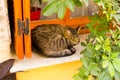 Greek cat on the window Royalty Free Stock Photo