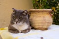 Greek cat on the window Royalty Free Stock Photo