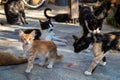 Greek cats Royalty Free Stock Photo