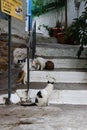 Greek cats resting in narrow cobbled streets of Old town in Skiathos Island, Greece