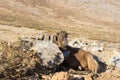 Greek cretan goat on bare plain, eye contact, big metallic bell on her neck, car wreck on background