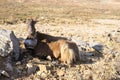 Greek cretan goat on bare plain, eye contact