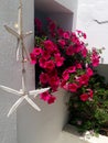 Greek decoration with flowers and seastars