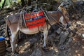 Greek donkey Royalty Free Stock Photo