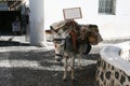 Greek donkey Royalty Free Stock Photo