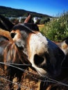 Greek Donkey, Animal Royalty Free Stock Photo