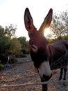 Greek donkey Royalty Free Stock Photo