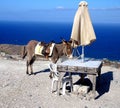 A greek donkey in Santorini island, attached to a table, Mediterranean sea in the background Royalty Free Stock Photo