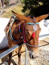 A greek donkey on Santorini island Royalty Free Stock Photo