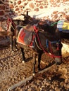 Greek Donkey in Santorini stairs, Cyclades Royalty Free Stock Photo