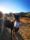 Greek Donkey, Donkey& x27;s Royalty Free Stock Photo