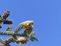 Greek fir Abies cephalonica is an evergreen monoecious tree. Its natural habitat is mountainous areas of Greece Royalty Free Stock Photo