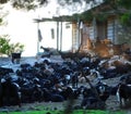 Greek goat farm