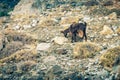 Greek goat Royalty Free Stock Photo