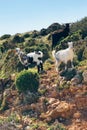 Greek Goats Grazing on Hillside in Leros, Greece, Europe