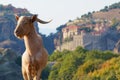 Greek goats roam free on the rugged rock formations of Meteora with the Monasteries in the background