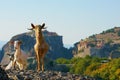 Greek goats roam free on the rugged rock formations of Meteora with the Monasteries in the background