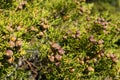 Greek green Juniperus excelsa berries close-up