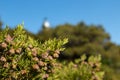 Greek green Juniperus excelsa berries close-up