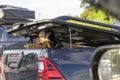 Greek harehound dog sitting in the trunk of the car and waiting