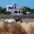 Greek horse tethered Royalty Free Stock Photo