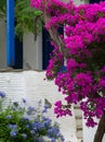 Greek island alley flowers on the sun