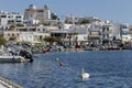 Greek Islands. View of the port of Gavrio and swimming swan Andros Island, Cyclades, Greece