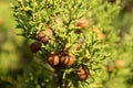 Greek Juniperus excelsa with berries fur close-up