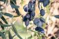 Greek kalamata olive tree branch with cluster of ripe kalamata olives Royalty Free Stock Photo