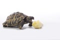 Greek land tortoise, Testudo Hermanni, eating chicory, white studio background