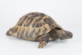 Greek land tortoise, Testudo Hermanni isolated
