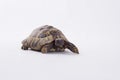 Greek land tortoise, Testudo Hermanni