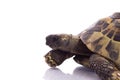 Greek land tortoise, Testudo Hermanni