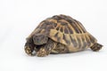 Greek land tortoise, Testudo Hermanni