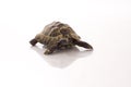 Greek land tortoise Testudo Hermanni on shiny white floor