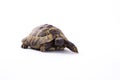 Greek land tortoise, Testudo Hermanni, white studio background