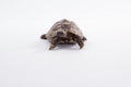 Greek land tortoise, Testudo Hermanni, white studio background