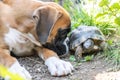 Greek land Turtle testudo marginata and purebreed german boxer Dog best friends in love in the garden