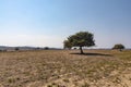 Greek Landscape Lonely Tree On Barren Lands Royalty Free Stock Photo