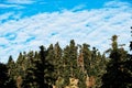 Greek Mountain Pine Forest and Fluffy White Clouds