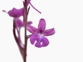 Four-spotted Orchis, Crete Royalty Free Stock Photo