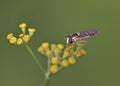 Syrphidae hoverfly could be Melanostoma scalare, Crete Royalty Free Stock Photo