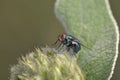 Lucilia sp. fly, Crete, Greece Royalty Free Stock Photo