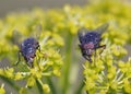 Calliphoridae flies, Greece Royalty Free Stock Photo